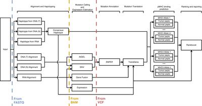 ProTECT—Prediction of T-Cell Epitopes for Cancer Therapy